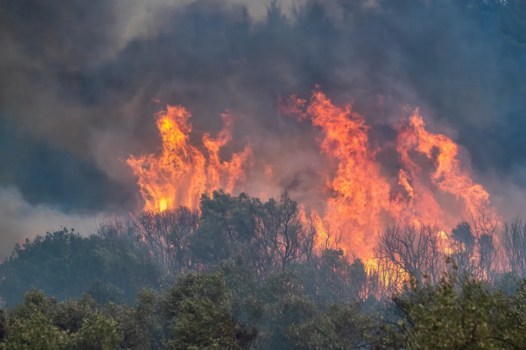 United Nations - Bushfire risk a growing threat in coming years